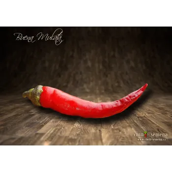 Semeno chilli-semena Buena Mulata