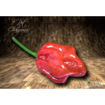 Semeno chilli-semena 7 Pot Chaguanas