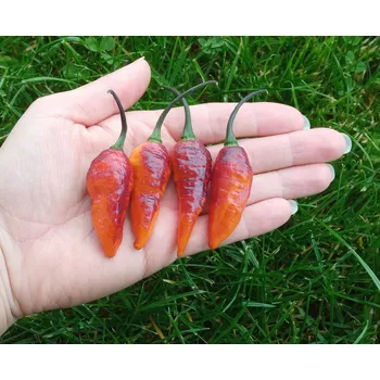 Semeno chilli-semena Hallows Eve