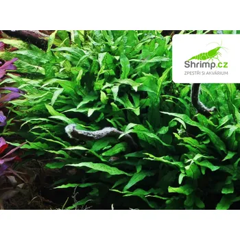 Akvarijní rostlina Microsorum pteropus MINI - košík