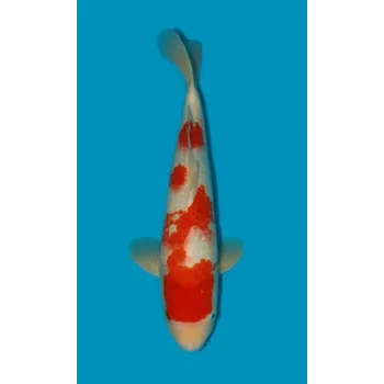 Krmivo pro rybičky VHQ Tategoi Kohaku ... JK 20150145