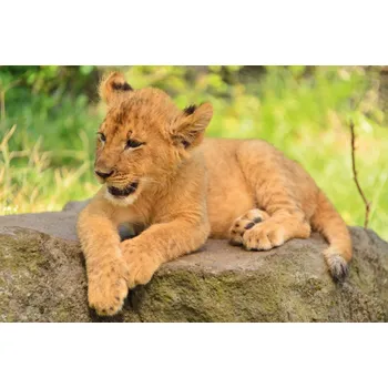 DINO Puzzle Zvířátka - Lvíče 54 dílků