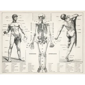 Plakát Plakát, Obraz - Antique Illustration of the Human Body & Skeleton (Biology)
