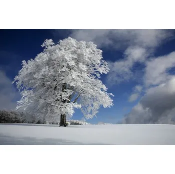 Plakát Plakát, Obraz - White Windbuche in Black Forest, Nicolas Schumacher