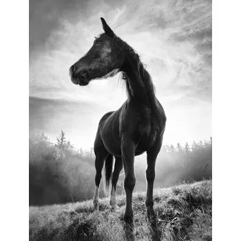 Plakát Plakát, Obraz - Backlight horse, Alessandro Accordini