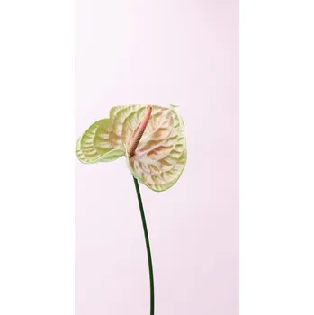 Plakát Plakát, Obraz - FLAMMINGO FLOWER, Studio Collection