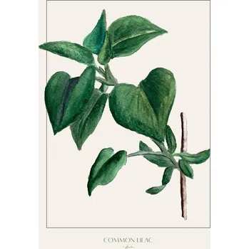 Plakát Plakát, Obraz - Common lilac, Annika John