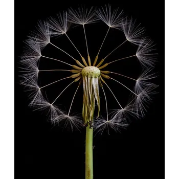 Plakát Plakát, Obraz - The Wheel, Art	Lionse