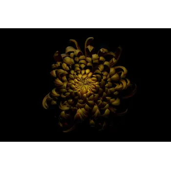 Plakát Plakát, Obraz - Chrysanthemum, Lotte Grønkjær