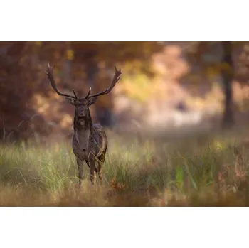 Plakát Plakát, Obraz - Posing, Sebastian Mastahac