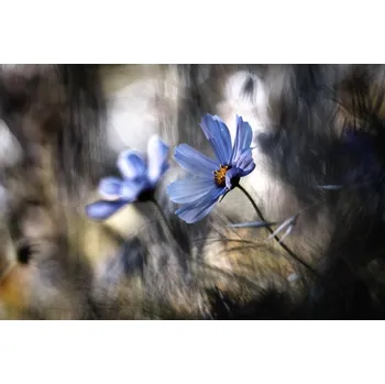 Plakát Plakát, Obraz - The two of us, Fabien BRAVIN