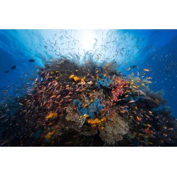 Plakát Plakát, Obraz - Life explosion, Barathieu Gabriel