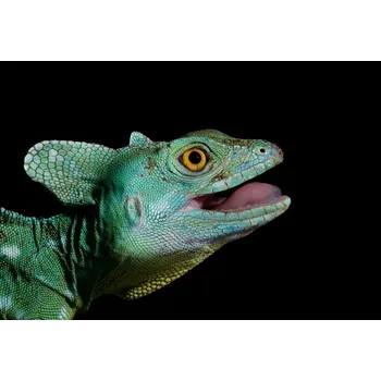 Plakát Plakát, Obraz - Basiliscus plumifrons - Plumed Basilisk, Thor Hakonsen
