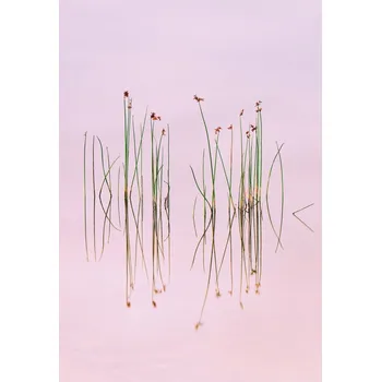 Plakát Plakát, Obraz - Reflection of Serenity, Yan Zhang