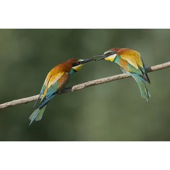 Plakát Plakát, Obraz - Courtesy, Marco Pozzi