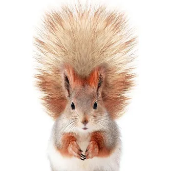 Plakát Plakát, Obraz - Baby Squirrel, Sisi & Seb