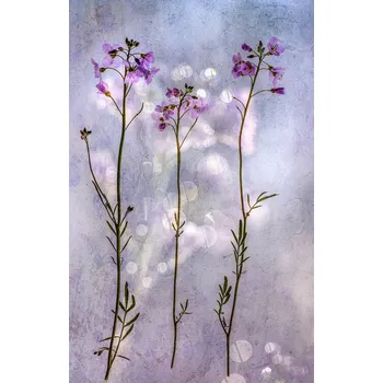 Plakát Plakát, Obraz - Three fragile beauties, Hilda van der Lee