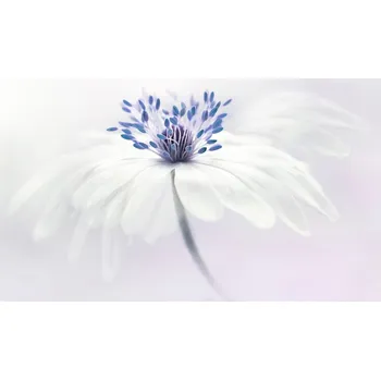 Plakát Plakát, Obraz - Anemone blanda, Jacky Parker