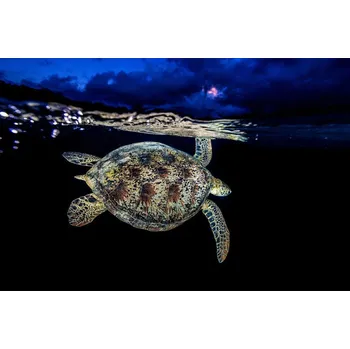 Plakát Plakát, Obraz - Turtle under Line, Barathieu Gabriel