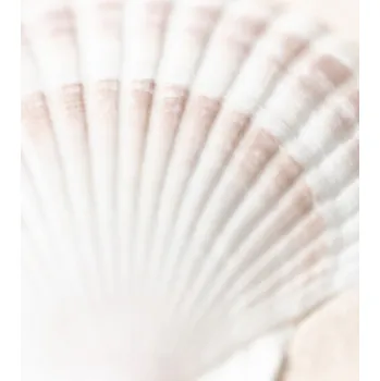 Plakát Plakát, Obraz - Shell, Studio Collection