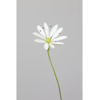 Plakát Plakát, Obraz - Small white flower 1, Studio Collection