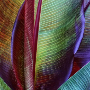 Plakát Plakát, Obraz - Banana skin, Francois	Casanova