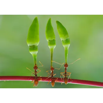 Plakát Plakát, Obraz - chili cilider team, yahya taufikurrahman