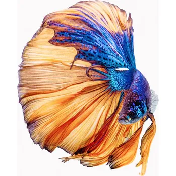 Plakát Plakát, Obraz - Yellow a Blue, Andi Halil