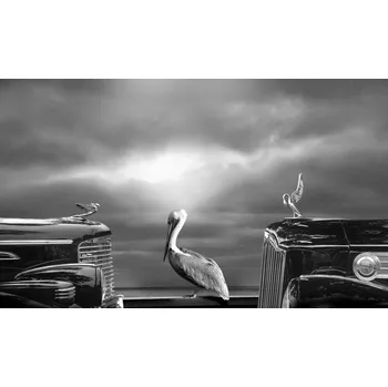 Plakát Plakát, Obraz - COMTEMPLATING THE PELICAN, Larry Butterworth