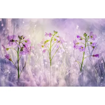 Plakát Plakát, Obraz - Mornings glittering, Hilda van der Lee