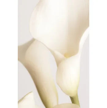Plakát Plakát, Obraz - White Calla Lily No 2, Studio Collection