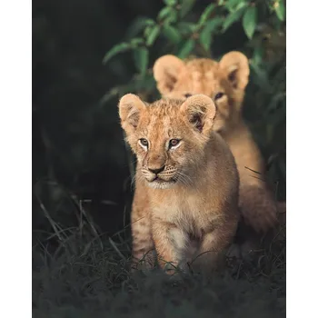 Plakát Plakát, Obraz - Lion king, Ahmed Sobhi