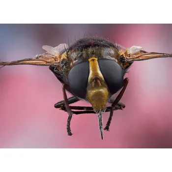 Plakát Plakát, Obraz - Buzz Lightyear, isma Yunta