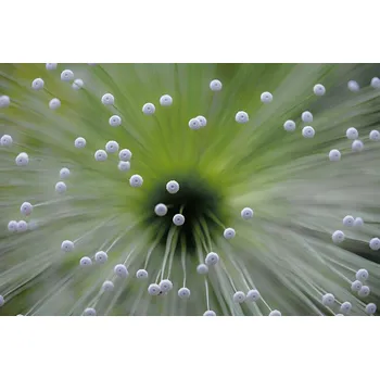 Plakát Plakát, Obraz - Green and White II, Wave Faber