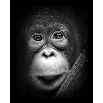 Plakát Plakát, Obraz - Innocent, Antonyus Bunjamin (Abe)