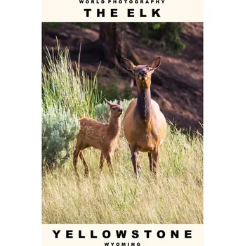 Plakát Plakát, Obraz - The Elk (Yellowstone, Wyoming)