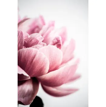 Plakát Plakát, Obraz - Peony 1, Mareike Böhmer