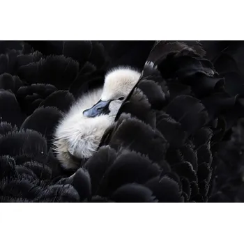 Plakát Plakát, Obraz - Pickaback, C.S. Tjandra