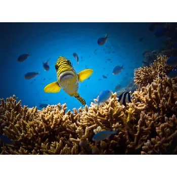 Plakát Plakát, Obraz - Get out of my territory!!!, LuckyGuy