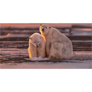 Plakát Plakát, Obraz - Polar bears at sunset, Max Wang