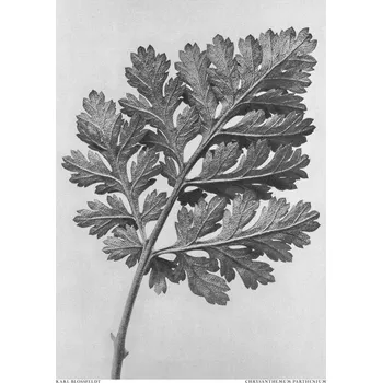 Plakát Plakát, Obraz - Chrysanthemum parthenium, Studio Collection