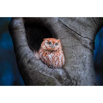 Plakát Plakát, Obraz - Eastern Screech Owl (Red Morph), Max Wang