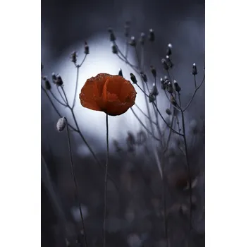 Plakát Plakát, Obraz - Flower not by kenzo. By me, Fabien BRAVIN