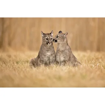 Plakát Plakát, Obraz - Cougars, Milan Zygmunt