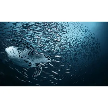 Plakát Plakát, Obraz - Bend, Andrey Narchuk