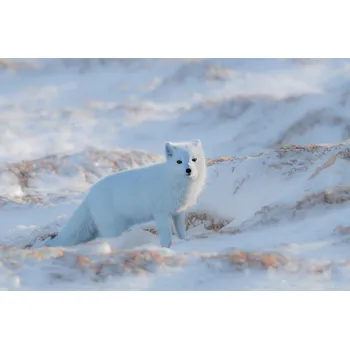 Plakát Plakát, Obraz - Arctic fox, Jie Fischer