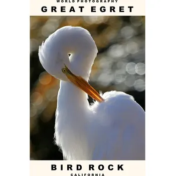 Plakát Plakát, Obraz - Great Egret (Bird Rock, California)
