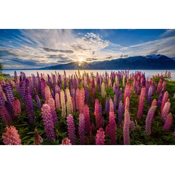 Plakát Plakát, Obraz - Lupins lakeside, James Zhen Yu