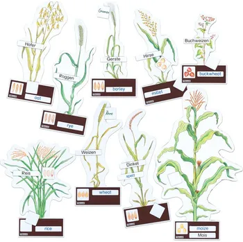 Příroda Snadná identifikace druhů obilovin