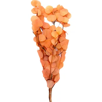 umělá květina Eucalyptus populus stabilizovaný bělený + růžová, 100 g